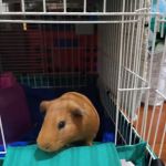 Petco