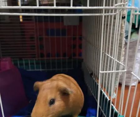 Petco