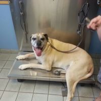 Melvin C. Haddad ico