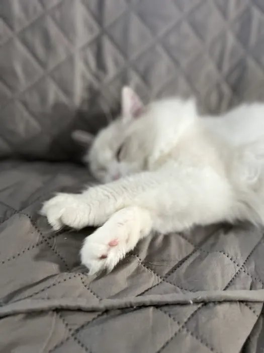 Cuties Ragdoll Cat Cattery Picture 2