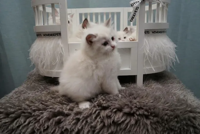 Cuties Ragdoll Cat Cattery Picture 3