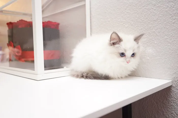 Cuties Ragdoll Cat Cattery Picture 4