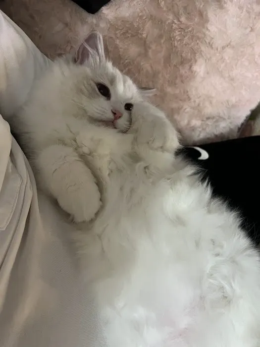 Cuties Ragdoll Cat Cattery Picture 5