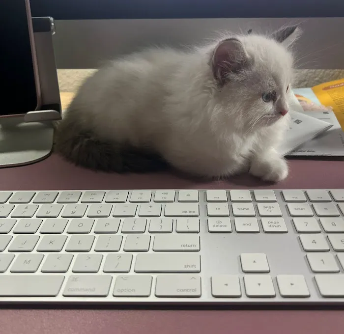 Cuties Ragdoll Cat Cattery Picture 8