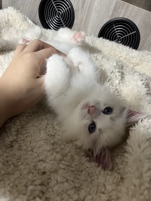 Cuties Ragdoll Cat Cattery Picture 10