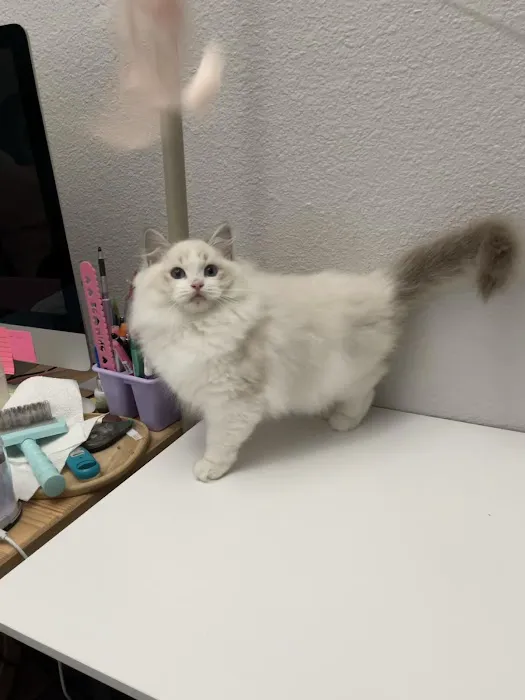 Cuties Ragdoll Cat Cattery Picture 9