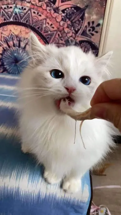 Cuties Ragdoll Cat Cattery Picture 7