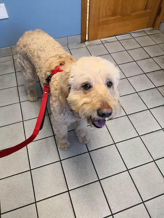 VCA North Main Street Veterinary Clinic Picture 3