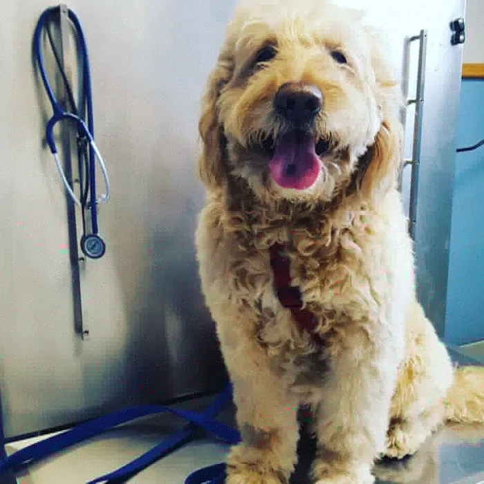 VCA North Main Street Veterinary Clinic Picture 5