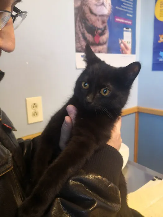 VCA North Main Street Veterinary Clinic Picture 6