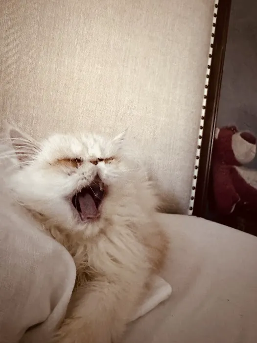 Kamilla Kittens Picture 2