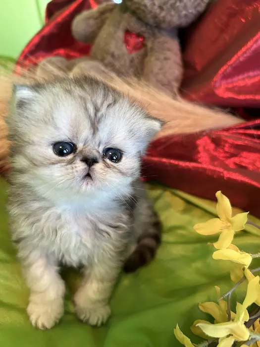 Kamilla Kittens Picture 3