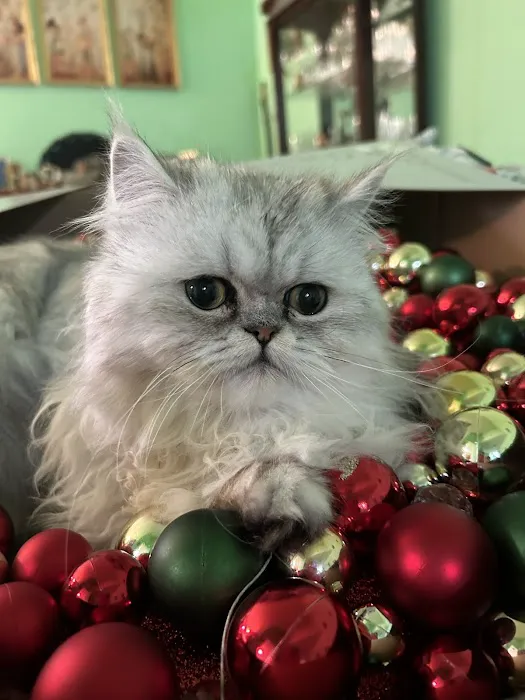 Kamilla Kittens Picture 5