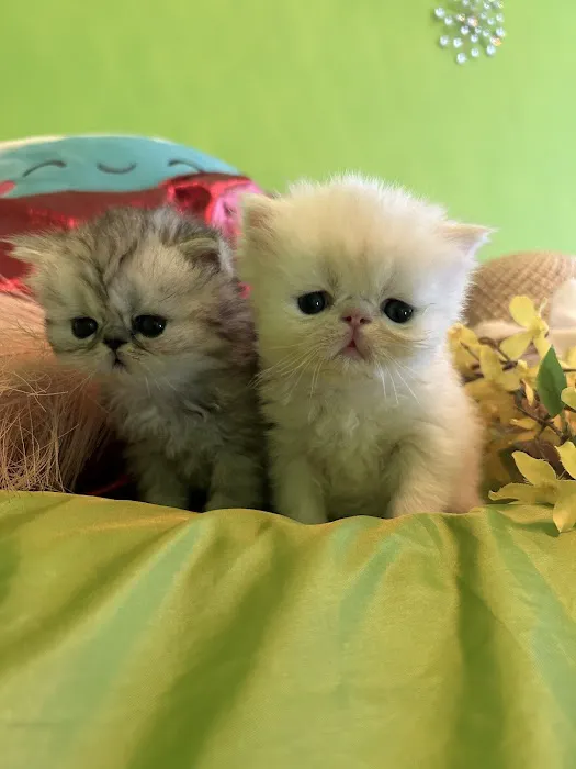 Kamilla Kittens Picture 4