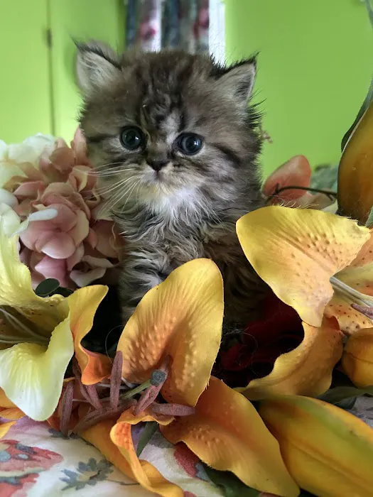 Kamilla Kittens Picture 6