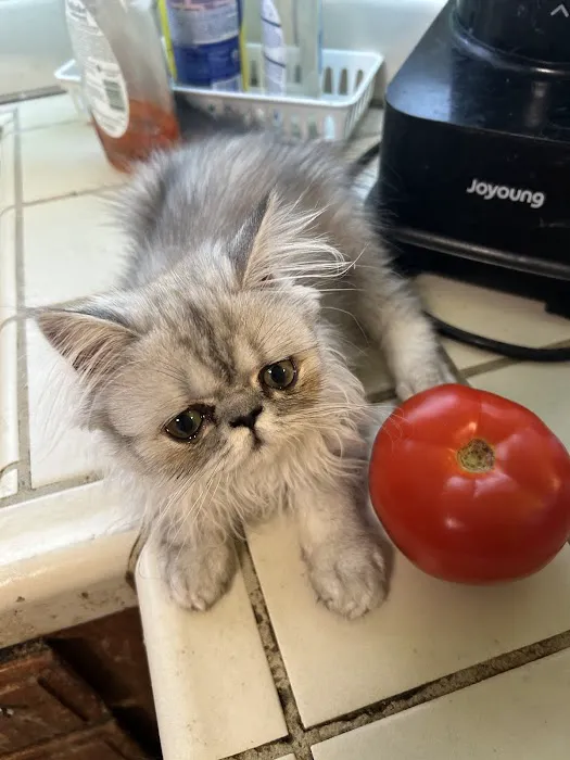 Kamilla Kittens Picture 9