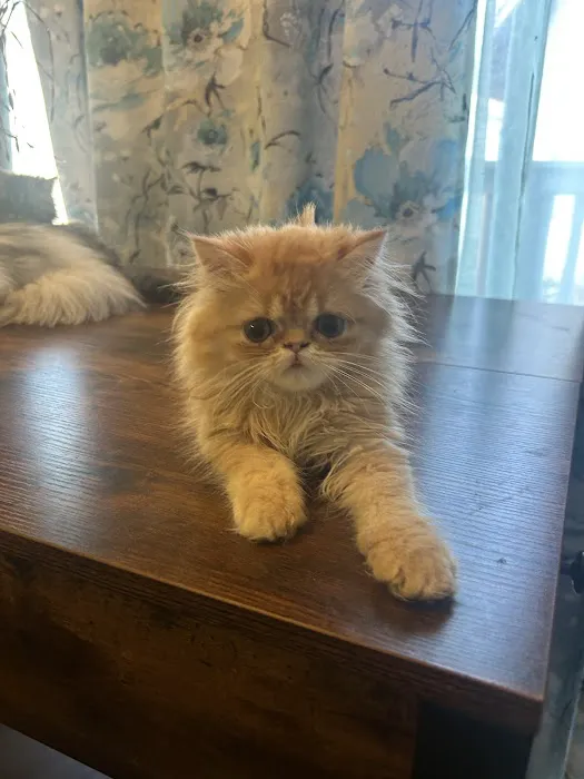 Kamilla Kittens Picture 7