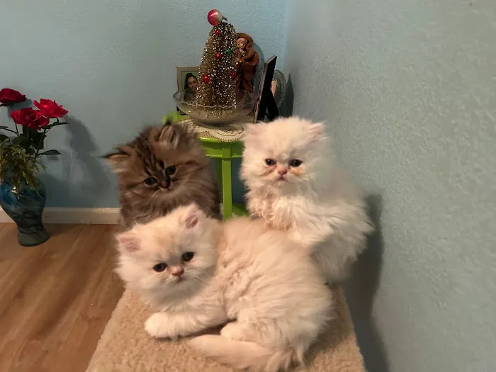 Kamilla Kittens Picture 8