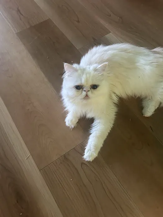 Kamilla Kittens Picture 10