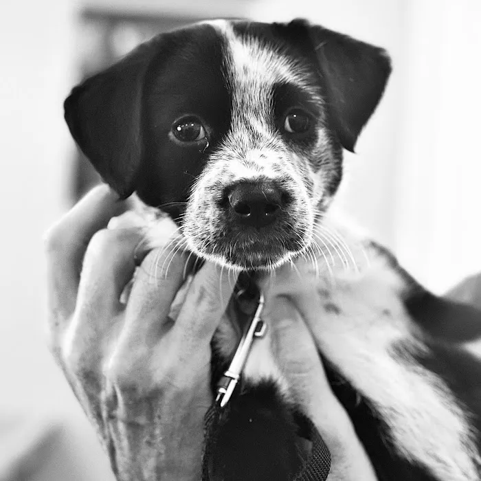 Bilmar Veterinary Services Picture 3