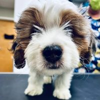 Bilmar Veterinary Services ico