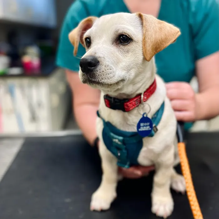 Bilmar Veterinary Services Picture 6