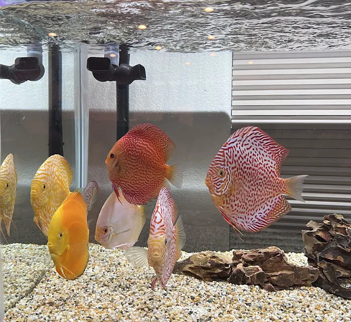 Bay Area Discus Picture 2