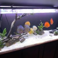 Bay Area Discus ico