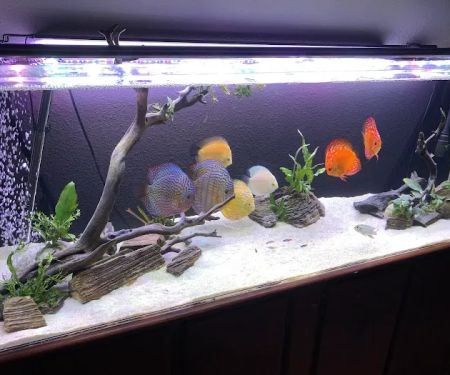 Bay Area Discus