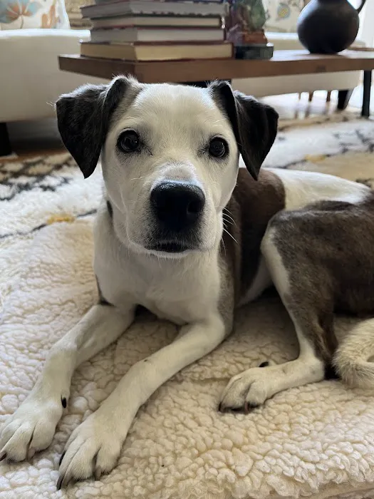 Millerton Veterinary Practice, PLLC Picture 4