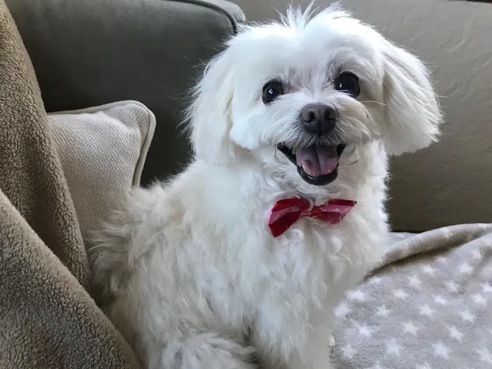 Millerton Veterinary Practice, PLLC Picture 2