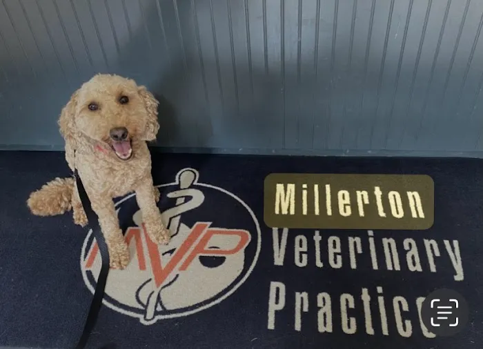 Millerton Veterinary Practice, PLLC Picture 8
