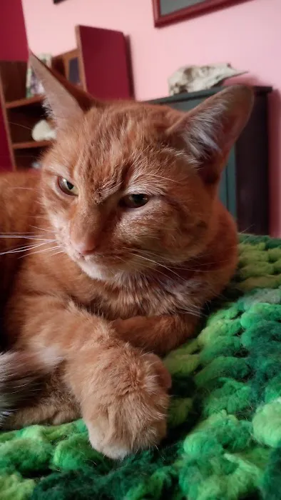 Millerton Veterinary Practice, PLLC Picture 7