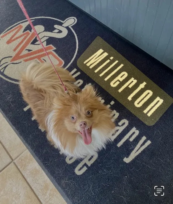 Millerton Veterinary Practice, PLLC Picture 9