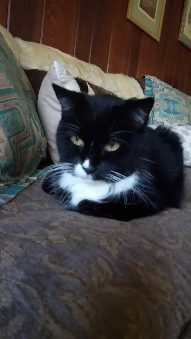 Millerton Veterinary Practice, PLLC Picture 10