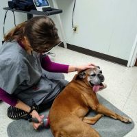 Copake Veterinary Hospital ico