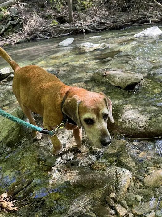 Copake Veterinary Hospital Picture 2