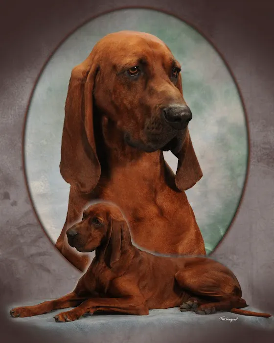 Copake Veterinary Hospital Picture 8