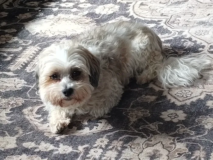 Copake Veterinary Hospital Picture 9