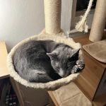 Petco