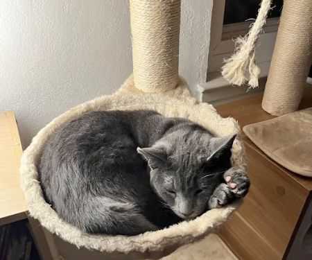 Petco