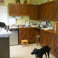 Integrative Animal Care ico