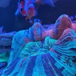 Aqua Plus Aquarium