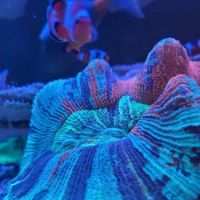 Aqua Plus Aquarium ico