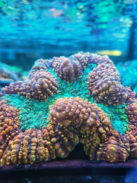 Aqua Plus Aquarium Picture 9