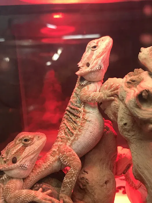 Pets and More Picture 2