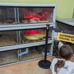 Pets and More