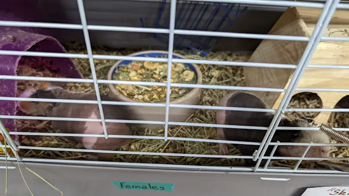 Pets and More Picture 6