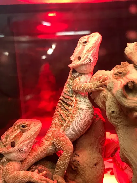 Pets and More Picture 4