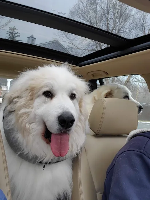 VCA All Caring Animal Hospital Picture 3